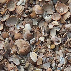 Noordzeeschelpen Minibag 0,5m3